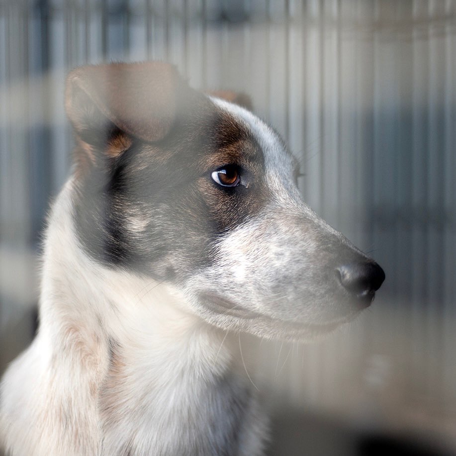 🐾 RICO 🐾 photo 2