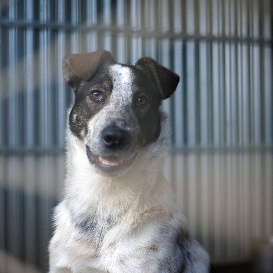 🐾 RICO 🐾 photo 4