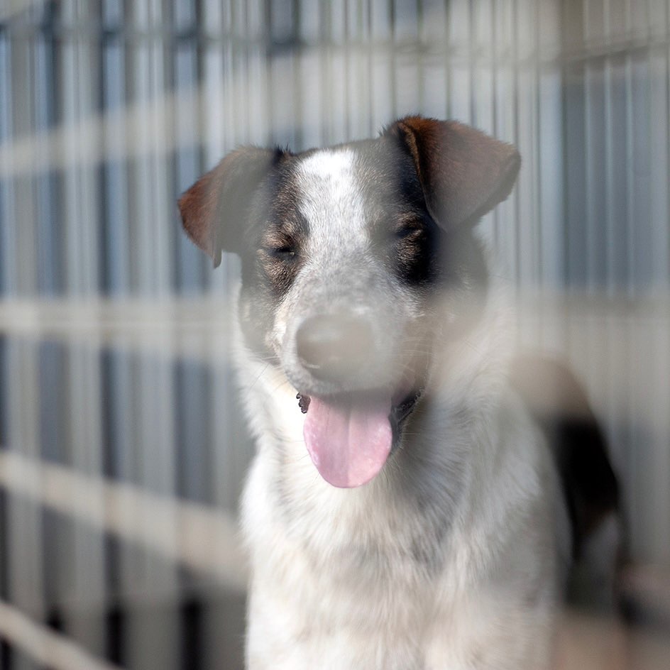 🐾 RICO 🐾 photo 5