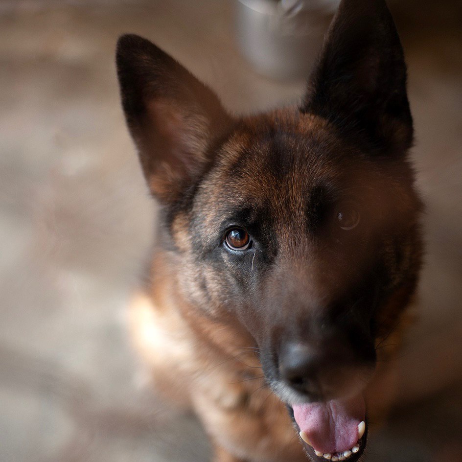 🐾 THOR🐾